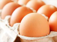 Eggs Farmers Online Hot Sale